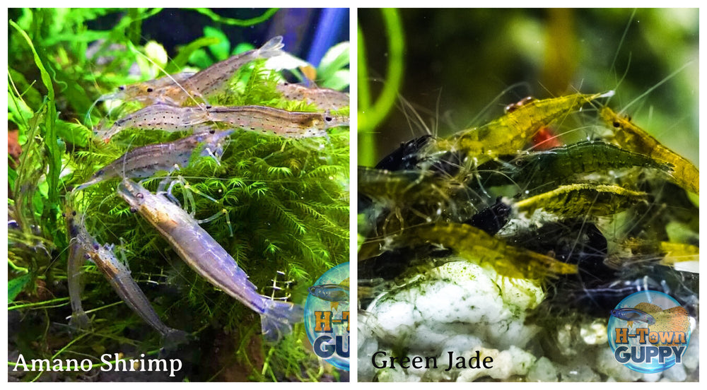 (COMBO ) 10+1 Amano & 10+1 Green Jade Freshwater Neocaridina Aquarium Shrimp - Betta USA Aquatic