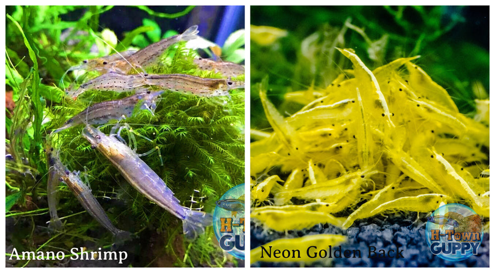 (COMBO ) 10+1 Amano & 10+1 Golden Back Freshwater Neocaridina Aquarium Shrimp - Betta USA Aquatic