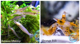(COMBO ) 10+1 Amano & 10+1 Orange Rili Freshwater Neocaridina Aquarium Shrimp - Betta USA Aquatic