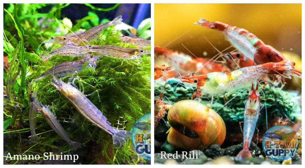 (COMBO ) 10+1 Amano & 10+1 Red Rili Freshwater Neocaridina Aquarium Shrimp - Betta USA Aquatic