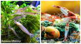 (COMBO ) 10+1 Amano & 10+1 Red Rili Freshwater Neocaridina Aquarium Shrimp - Betta USA Aquatic