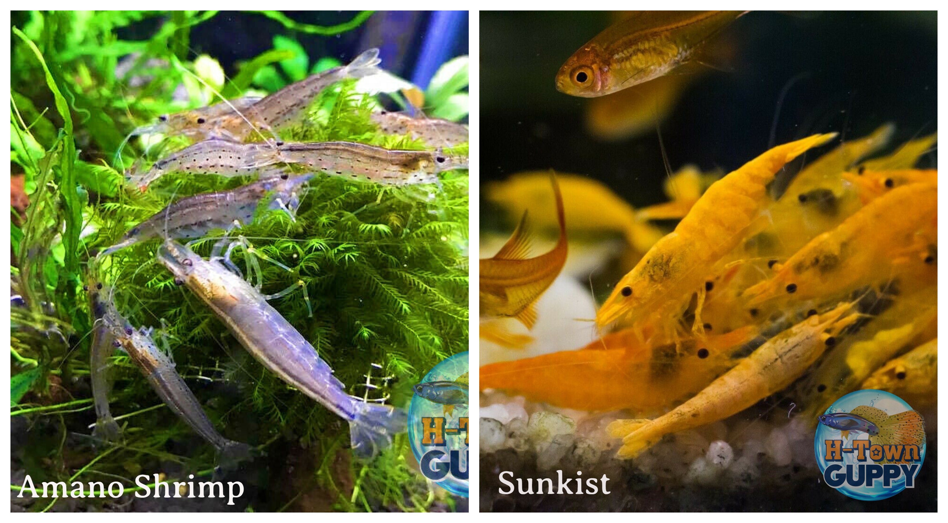 (COMBO ) 10+1 Amano & 10+1 Sunkist Freshwater Neocaridina Aquarium Shrimp - Betta USA Aquatic