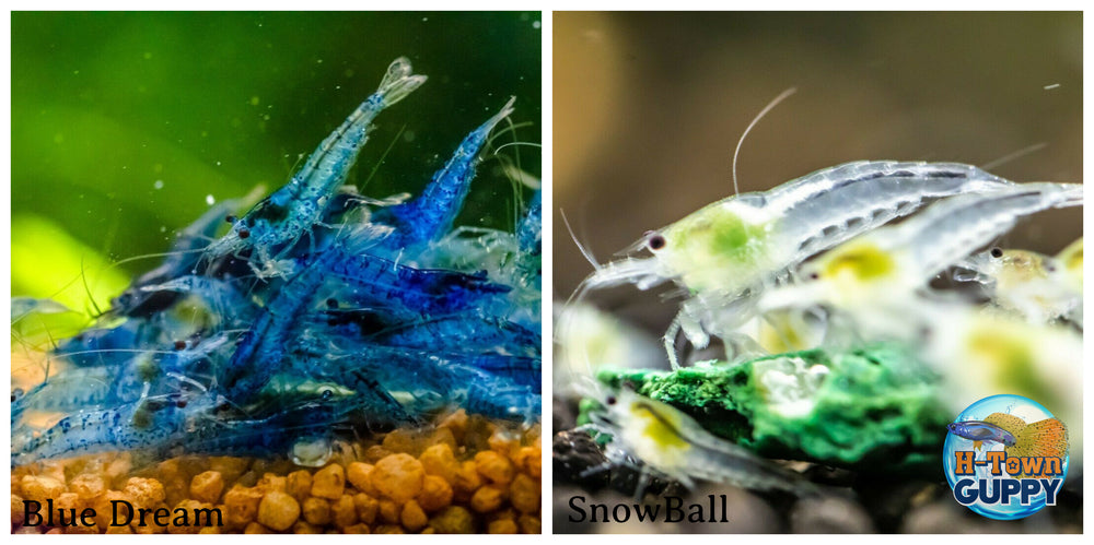 (COMBO ) 10+1 Blue Dream & 10+1 Snowball Freshwater Neocaridina Aquarium Shrirmp - Betta USA Aquatic