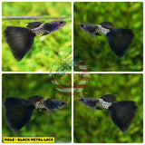 Aquarium Guppy Fish High Quality - Black Metal Lace - Betta USA Aquatic