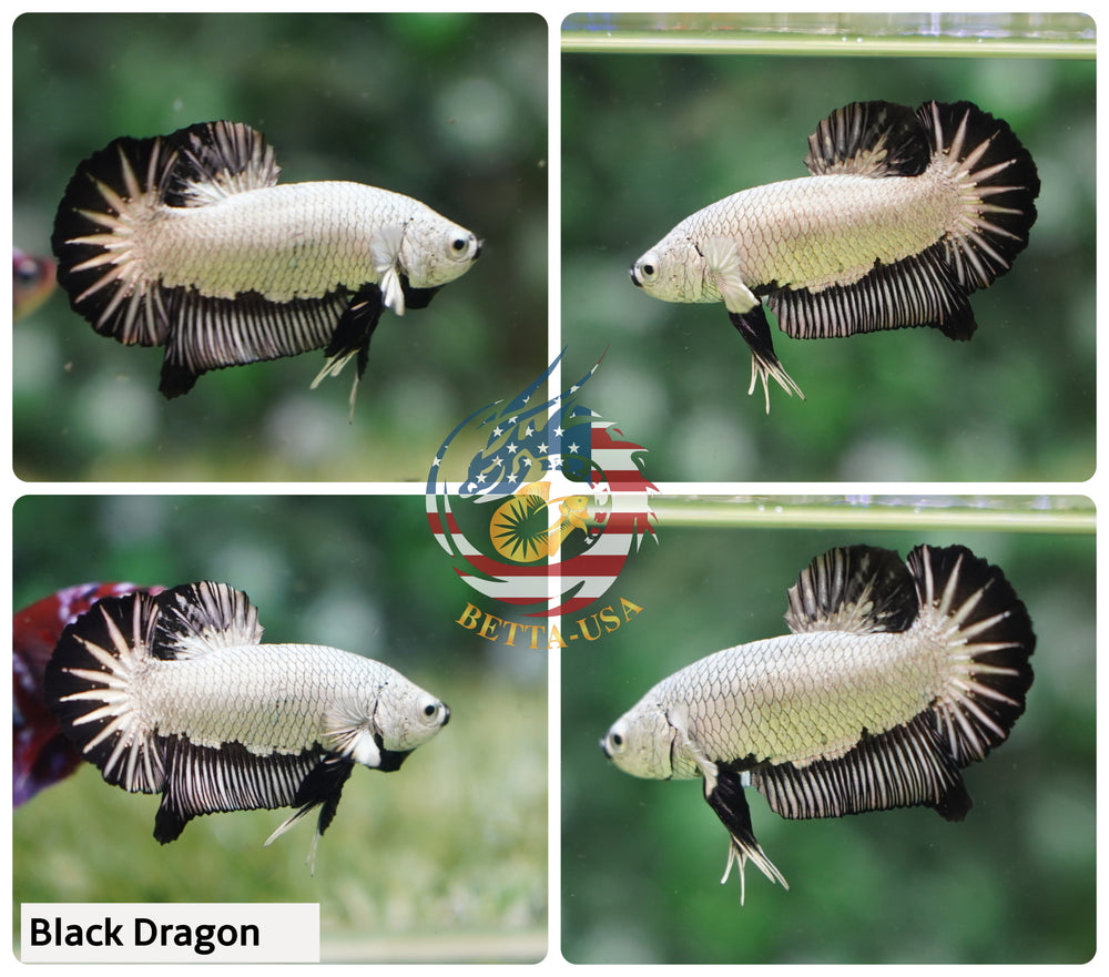 HMPK Black Dragon - Betta USA Aquatic