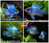 Breeding Pair - Electric Blue Balloon Ram - Betta USA Aquatic