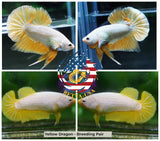 Breeding Pair - HMPK Yellow Dragon - Betta USA Aquatic