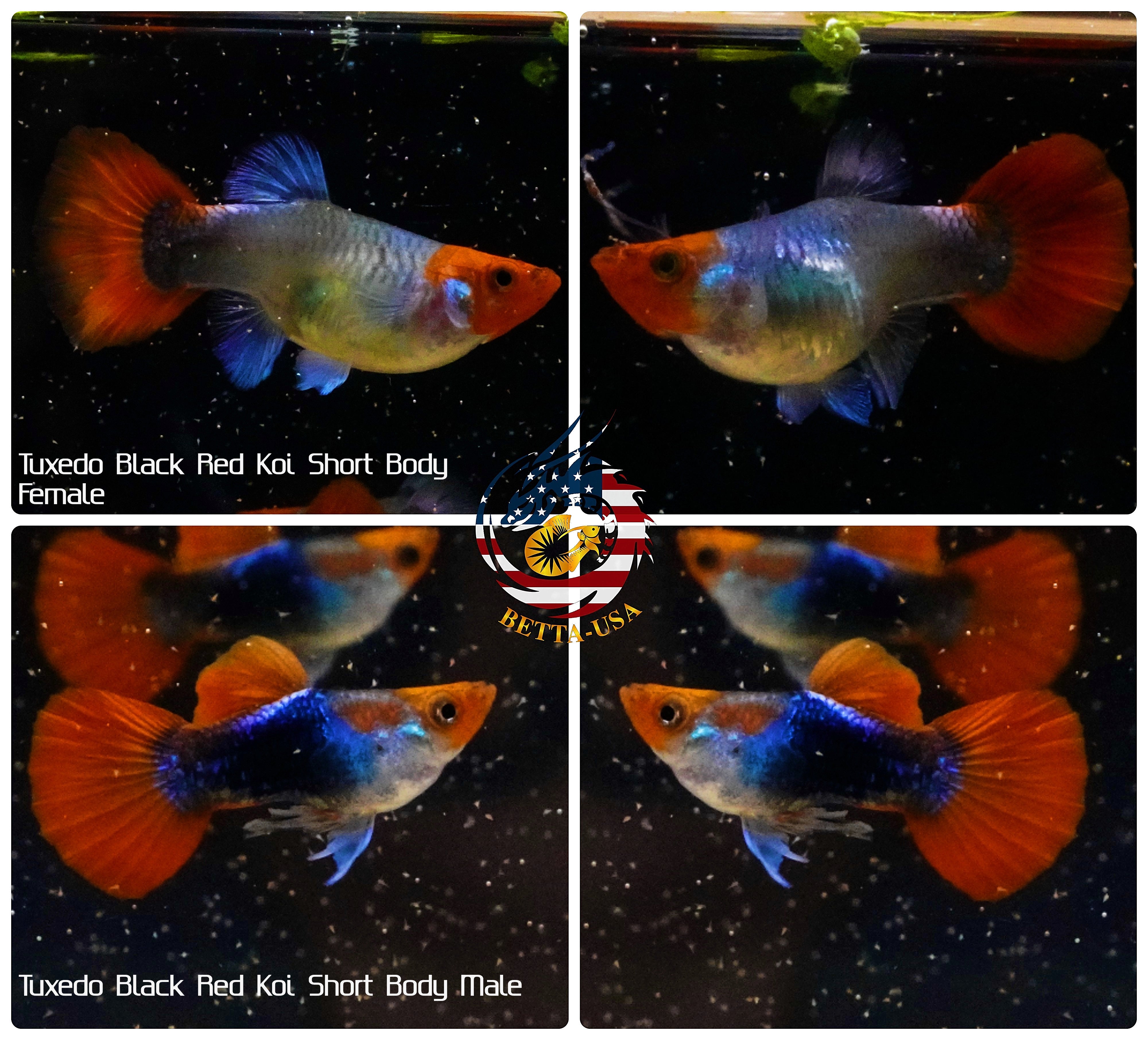 Live Aquarium Guppy Fish High Quality - Black Koi Short Body - Betta USA Aquatic