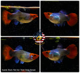 Live Aquarium Guppy Fish High Quality - Black Koi Short Body - Betta USA Aquatic