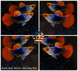 Live Aquarium Guppy Fish High Quality - Black Koi Short Body - Betta USA Aquatic