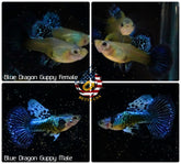 Aquarium Guppy Fish High Quality - Blue Dragon Indo - Betta USA Aquatic