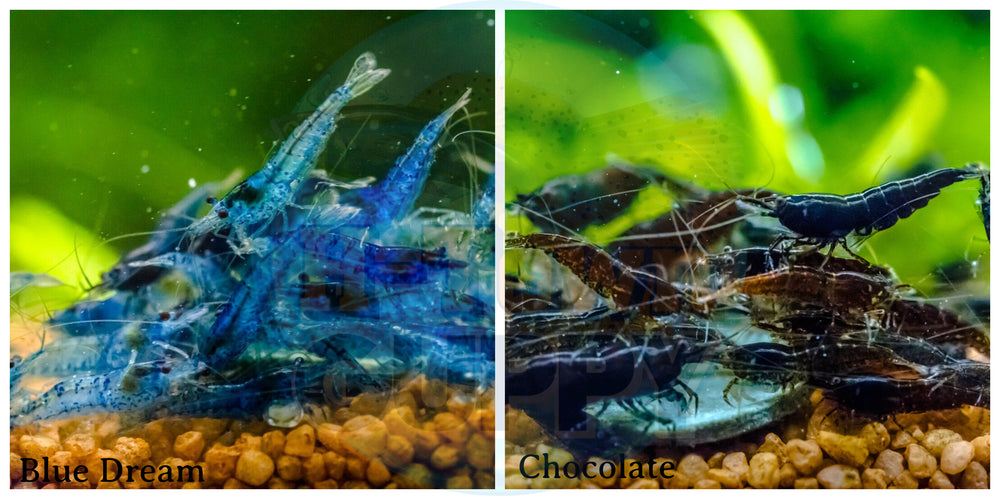 (COMBO ) 10+1 Blue Dream & 10+1 Chocolate Freshwater Neocaridina Aquarium Shrirmp - Betta USA Aquatic