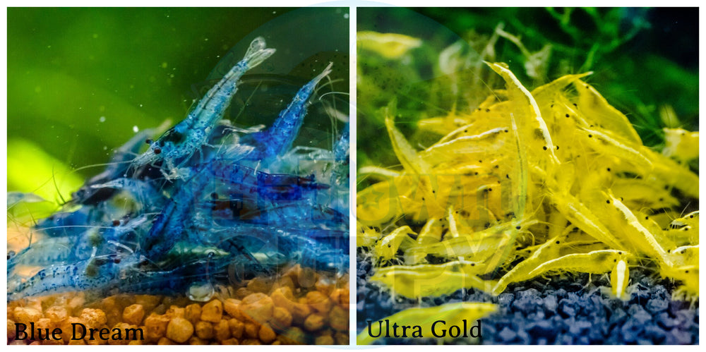 (COMBO ) 10+1 Blue Dream & 10+1 Golden Back Freshwater Neocaridina Aquarium Shrirmp - Betta USA Aquatic