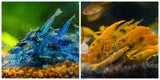 (COMBO ) 10+1 Blue Dream & 10+1 Sunkist Freshwater Neocaridina Aquarium Shrirmp - Betta USA Aquatic