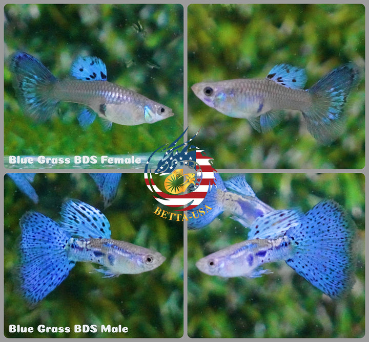 Aquarium Guppy Fish High Quality - Albino Blue Grass