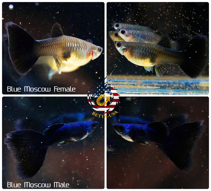 Aquarium Guppy Fish High Quality - Blue Moscow ( Tazan)