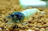 Blue Steel - Freshwater Caridina Aquarium Shrimp. Live Guarantee - Betta USA Aquatic