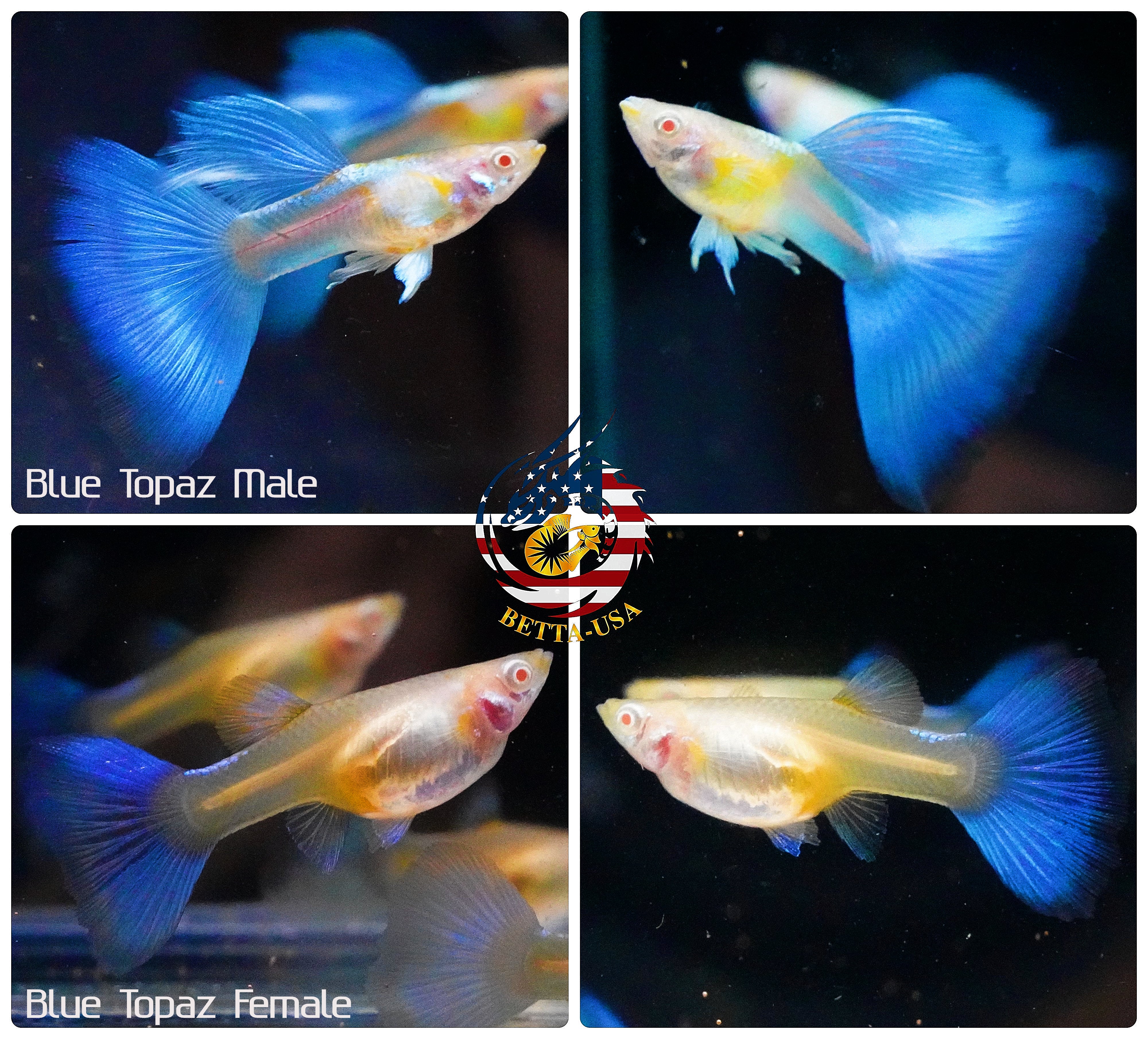 Aquarium Guppy Fish High Quality - Albino Blue Topaz - Betta USA Aquatic