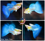 Aquarium Guppy Fish High Quality - Albino Blue Topaz - Betta USA Aquatic