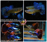 Aquarium Guppy Fish High Quality - Dumbo Mosaic - Betta USA Aquatic