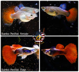 Aquarium Guppy Fish High Quality -Dumbo Red Tail - Betta USA Aquatic