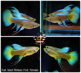 Aquarium Guppy Fish High Quality - Full Gold FinC Ribbon - Betta USA Aquatic