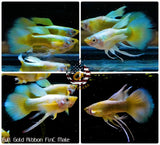 Aquarium Guppy Fish High Quality - Full Gold FinC Ribbon - Betta USA Aquatic