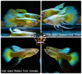 Aquarium Guppy Fish High Quality - Full Gold FinC Ribbon - Betta USA Aquatic