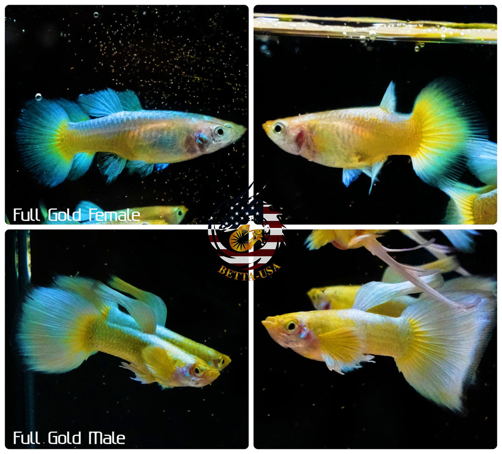 Aquarium Guppy Fish High Quality - Full Gold 24k - Betta USA Aquatic