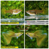 Live Aquarium Guppy Fish High Quality - Gold Lace Snakeskin - Betta USA Aquatic