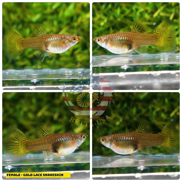 Live Aquarium Guppy Fish High Quality - Gold Lace Snakeskin