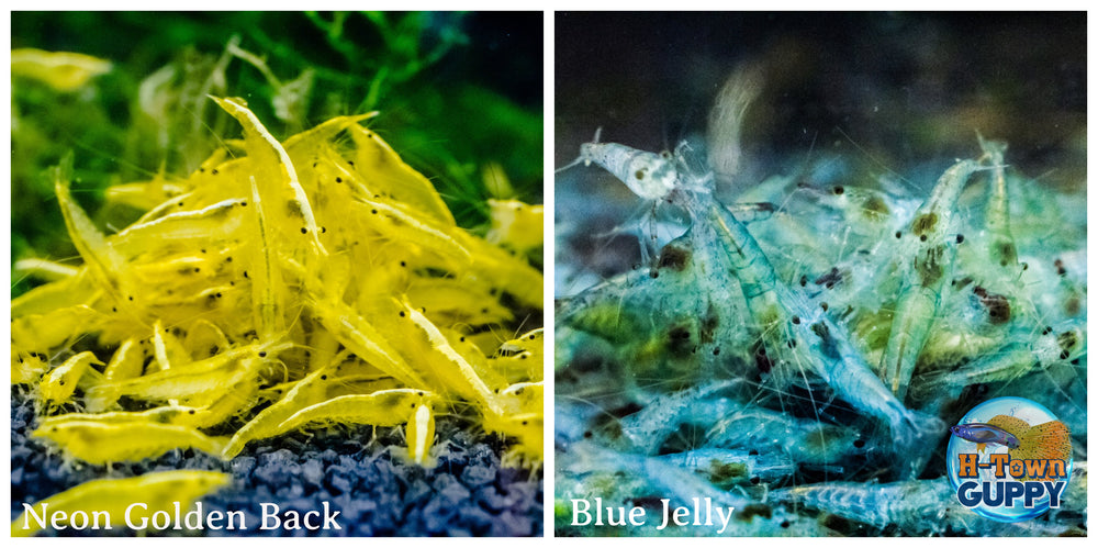 (COMBO ) 10+1 Golden Back & 10+1 Blue Jelly Freshwater Neocaridina Aquarium Shrirmp - Betta USA Aquatic