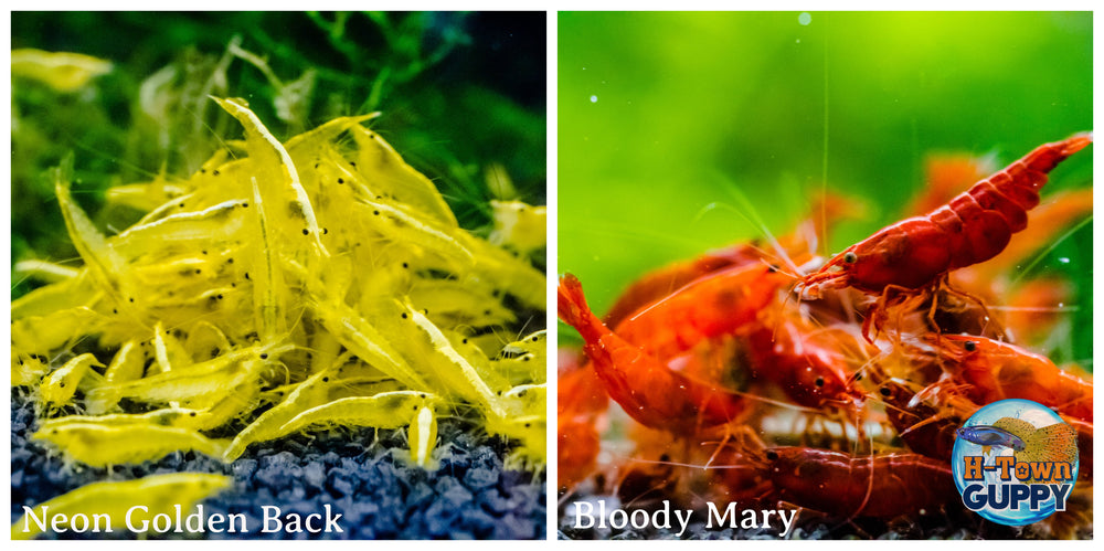 (COMBO ) 10+1 Golden Back & 10+1 Bloody Mary Freshwater Neocaridina Aquarium Shrirmp - Betta USA Aquatic