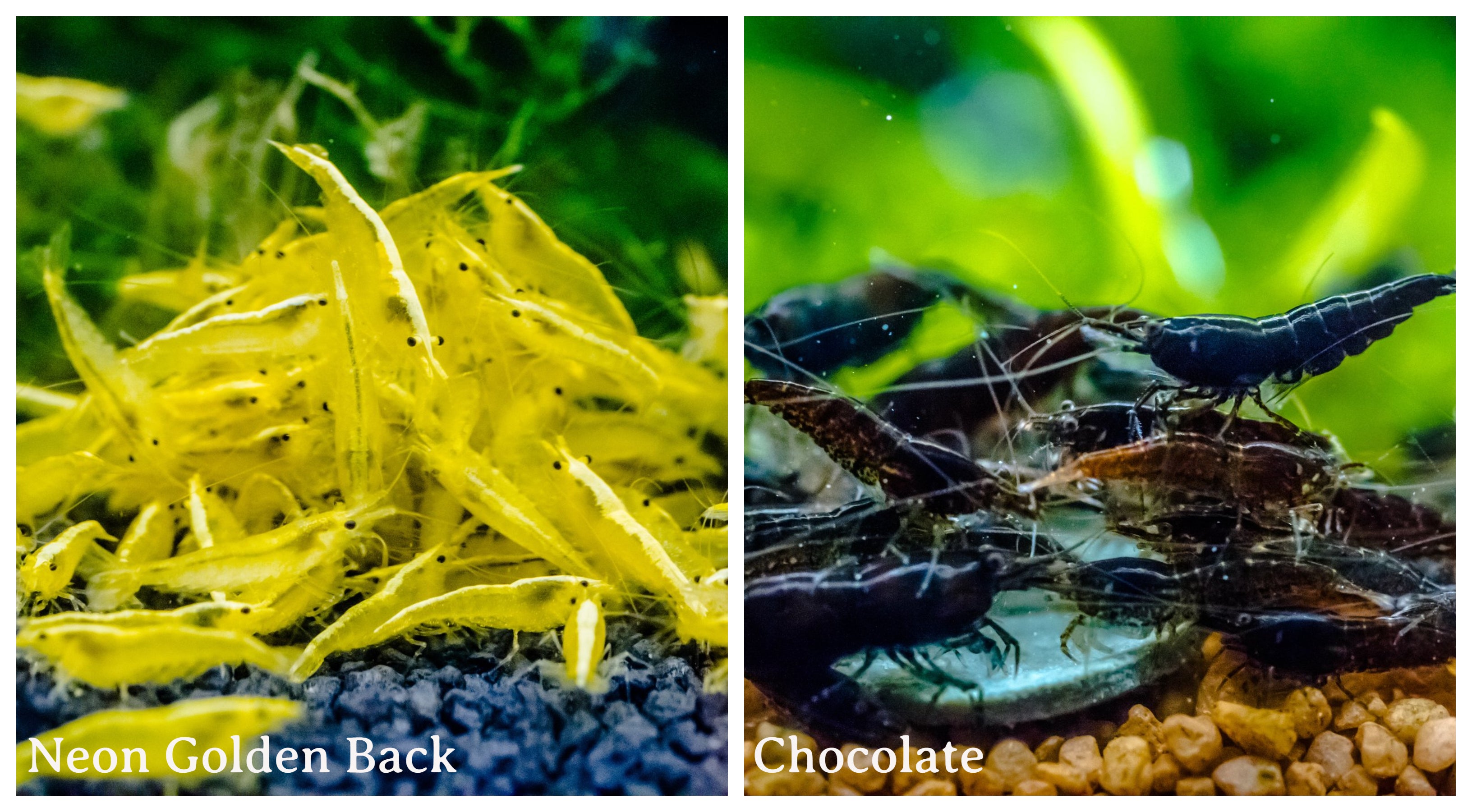 (COMBO ) 10+1 Golden Back & 10+1 Chocolate Freshwater Neocaridina Aquarium Shrirmp - Betta USA Aquatic