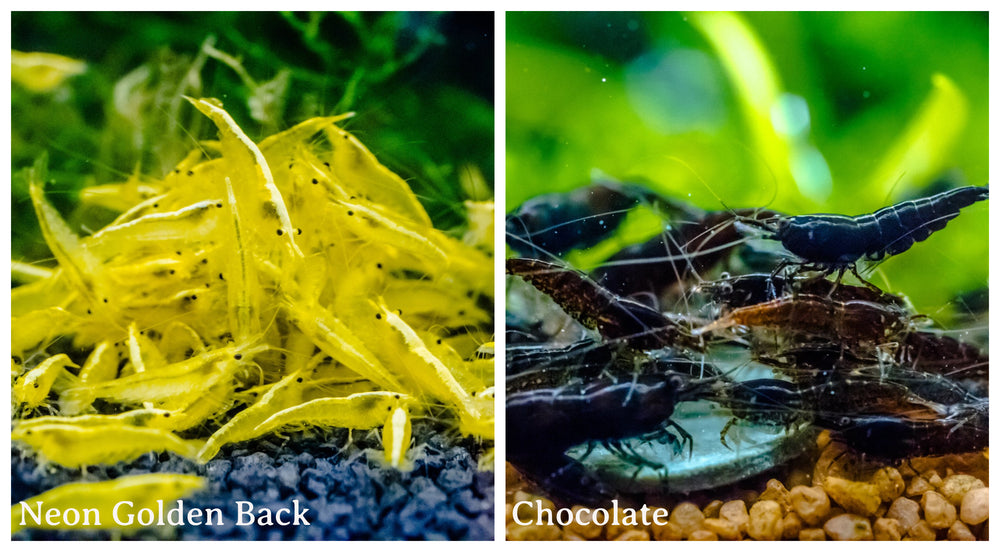 (COMBO ) 10+1 Golden Back & 10+1 Chocolate Freshwater Neocaridina Aquarium Shrirmp - Betta USA Aquatic