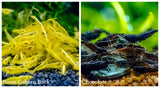 (COMBO ) 10+1 Golden Back & 10+1 Chocolate Freshwater Neocaridina Aquarium Shrirmp - Betta USA Aquatic