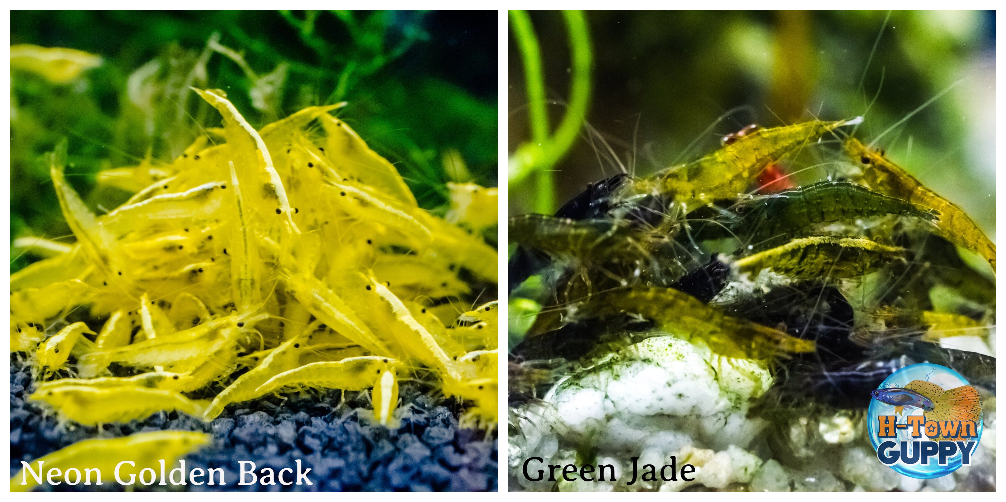 (COMBO ) 10+1 Golden Back & 10+1 Green Jade Freshwater Neocaridina Aquarium Shrirmp - Betta USA Aquatic