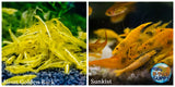 (COMBO ) 10+1 Golden Back & 10+1 Sunkist Freshwater Neocaridina Aquarium Shrirmp - Betta USA Aquatic