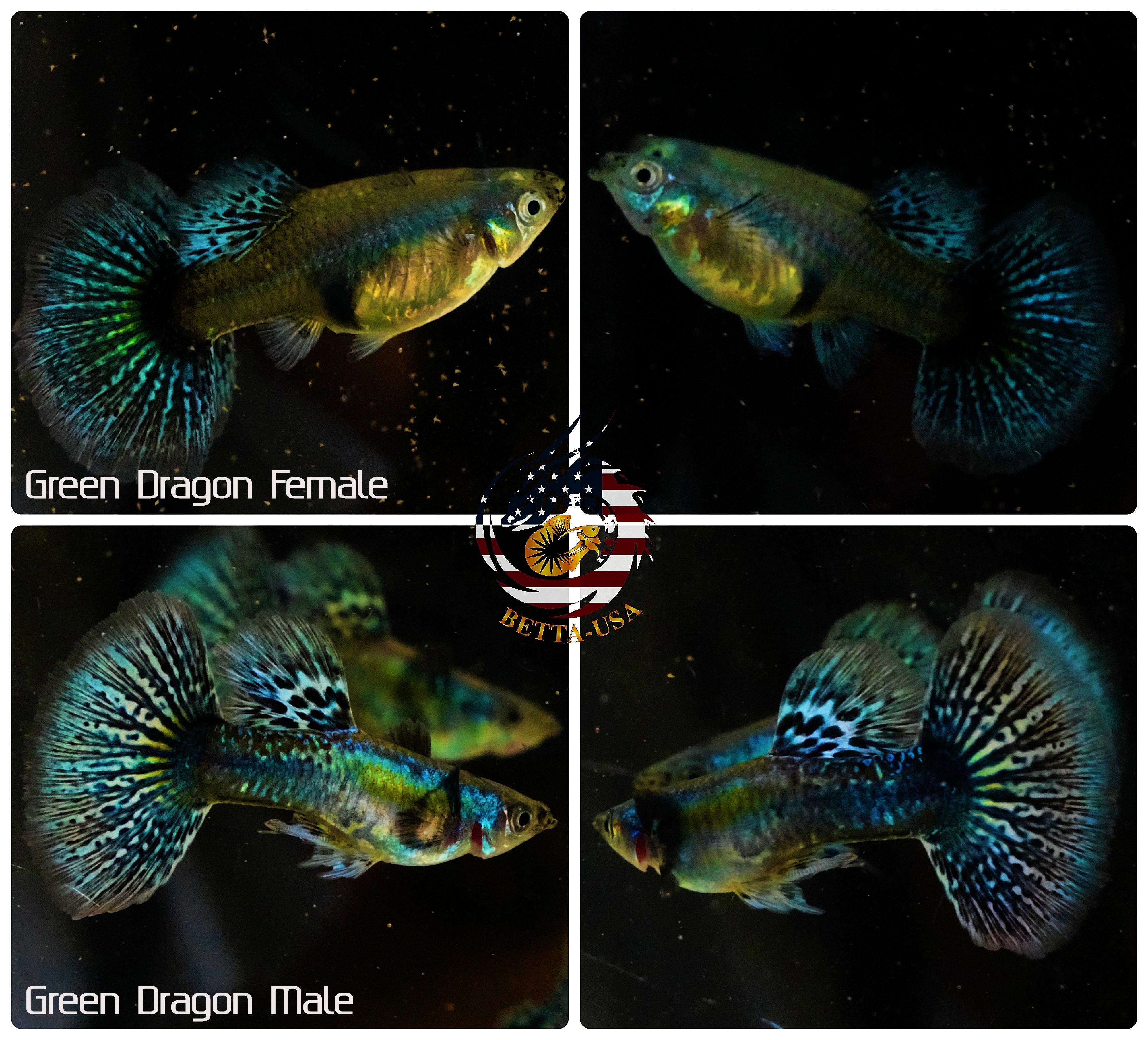 Aquarium Guppy Fish High Quality - Green Dragon Indo - Betta USA Aquatic
