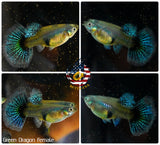 Aquarium Guppy Fish High Quality - Green Dragon Indo - Betta USA Aquatic