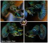 Aquarium Guppy Fish High Quality - Green Dragon Indo - Betta USA Aquatic