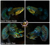 Aquarium Guppy Fish High Quality - Green Dragon Indo - Betta USA Aquatic