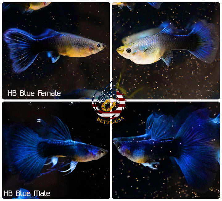 Aquarium Guppy Fish High Quality -  Half Black Blue
