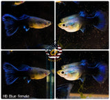 Aquarium Guppy Fish High Quality - Half Black Blue - Betta USA Aquatic