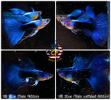 Aquarium Guppy Fish High Quality - Half Black Blue - Betta USA Aquatic