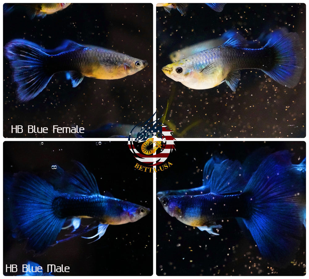 Aquarium Guppy Fish High Quality - Half Black Blue - Betta USA Aquatic