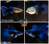 Aquarium Guppy Fish High Quality - Half Black Blue - Betta USA Aquatic