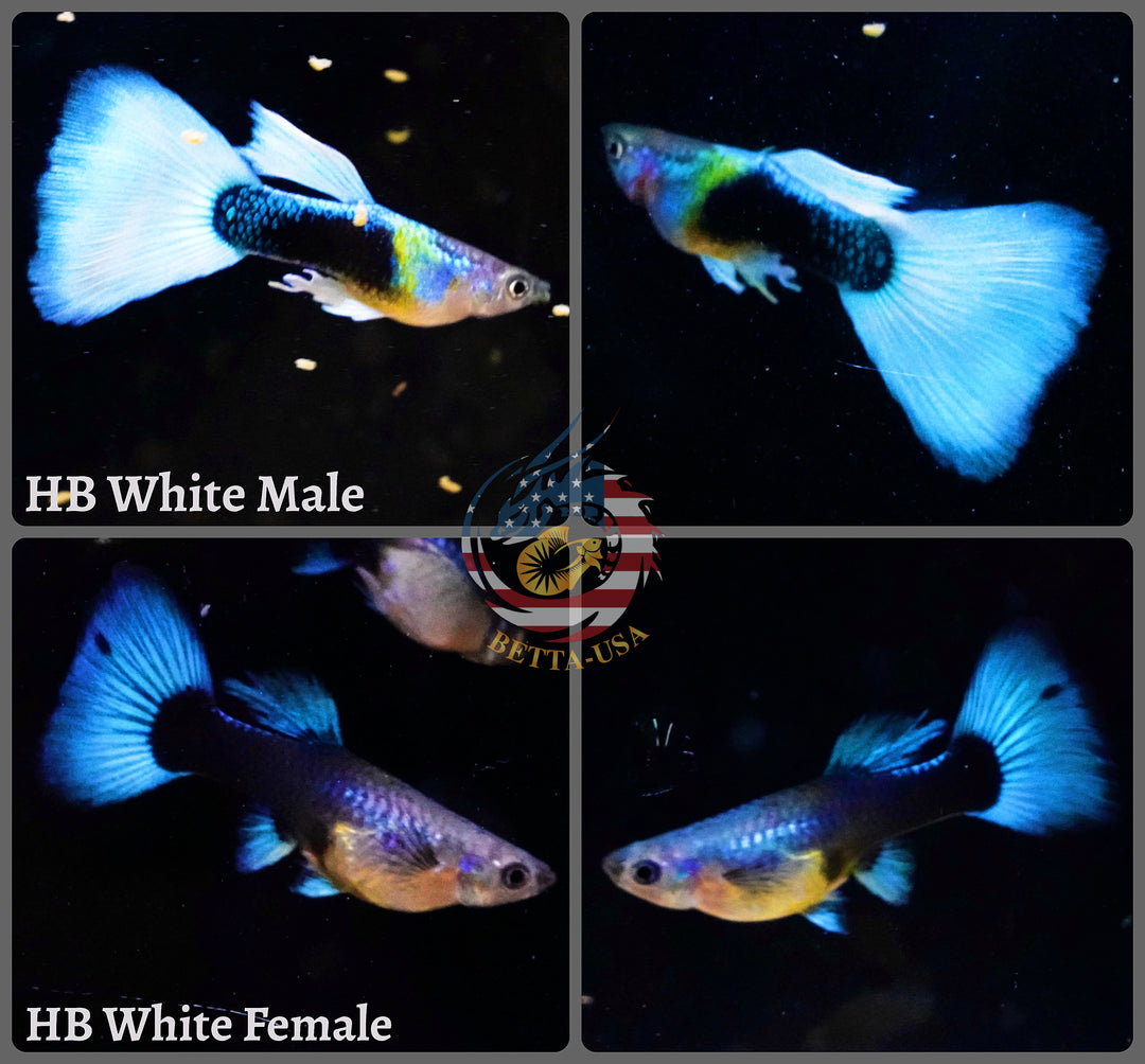 Aquarium Guppy Fish High Quality - Half Black White