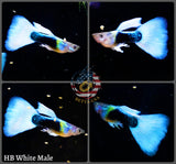 Aquarium Guppy Fish High Quality - Half Black White - Betta USA Aquatic