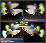 Aquarium Guppy Fish High Quality - Half Black Yellow - Betta USA Aquatic